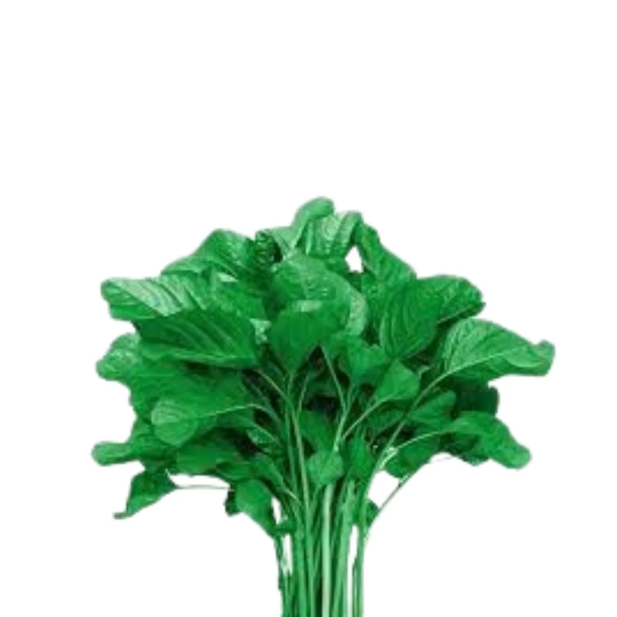 gadsfresh veg (15)