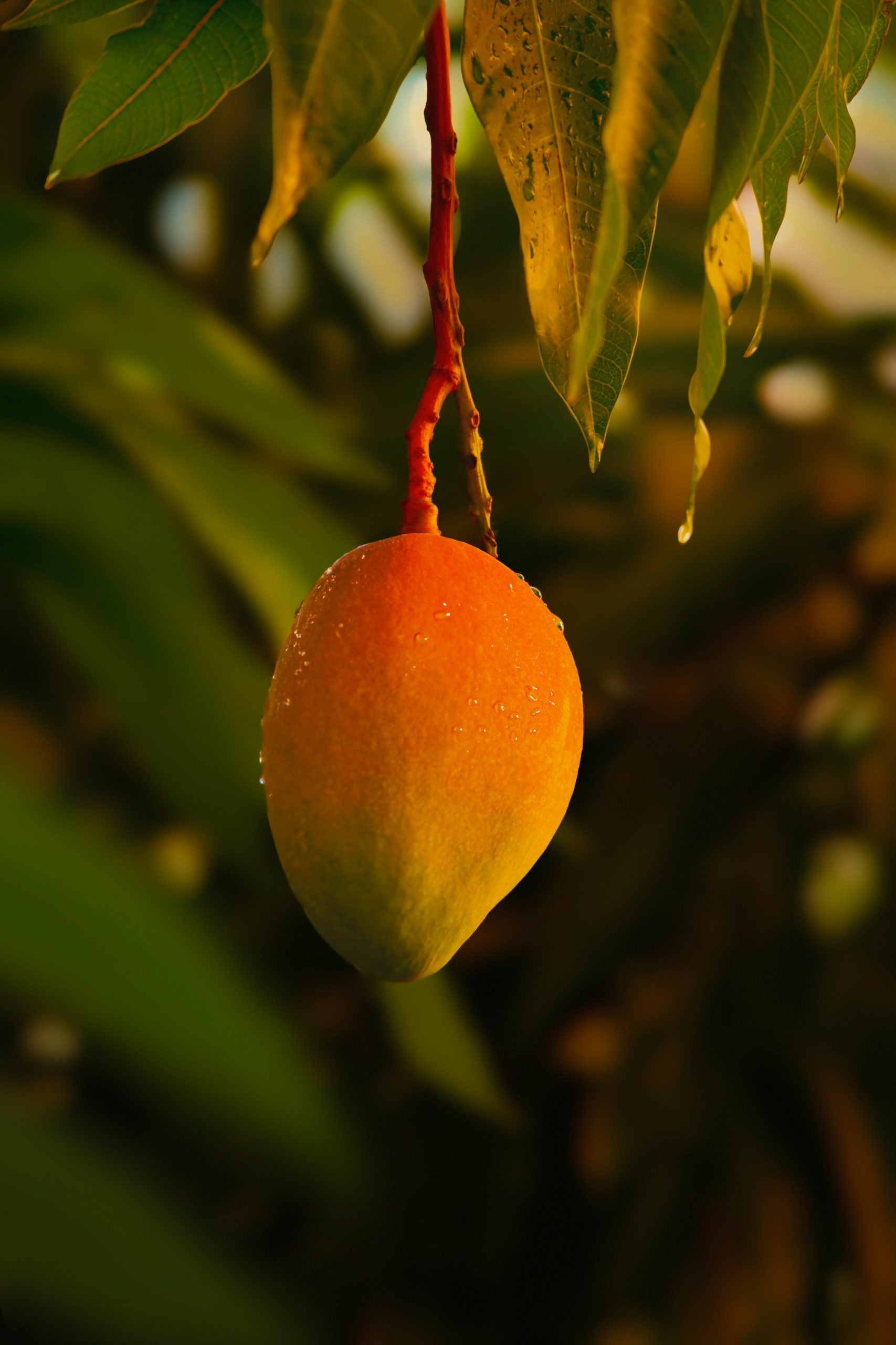 allec gomes 7cmh2a9vumo unsplash