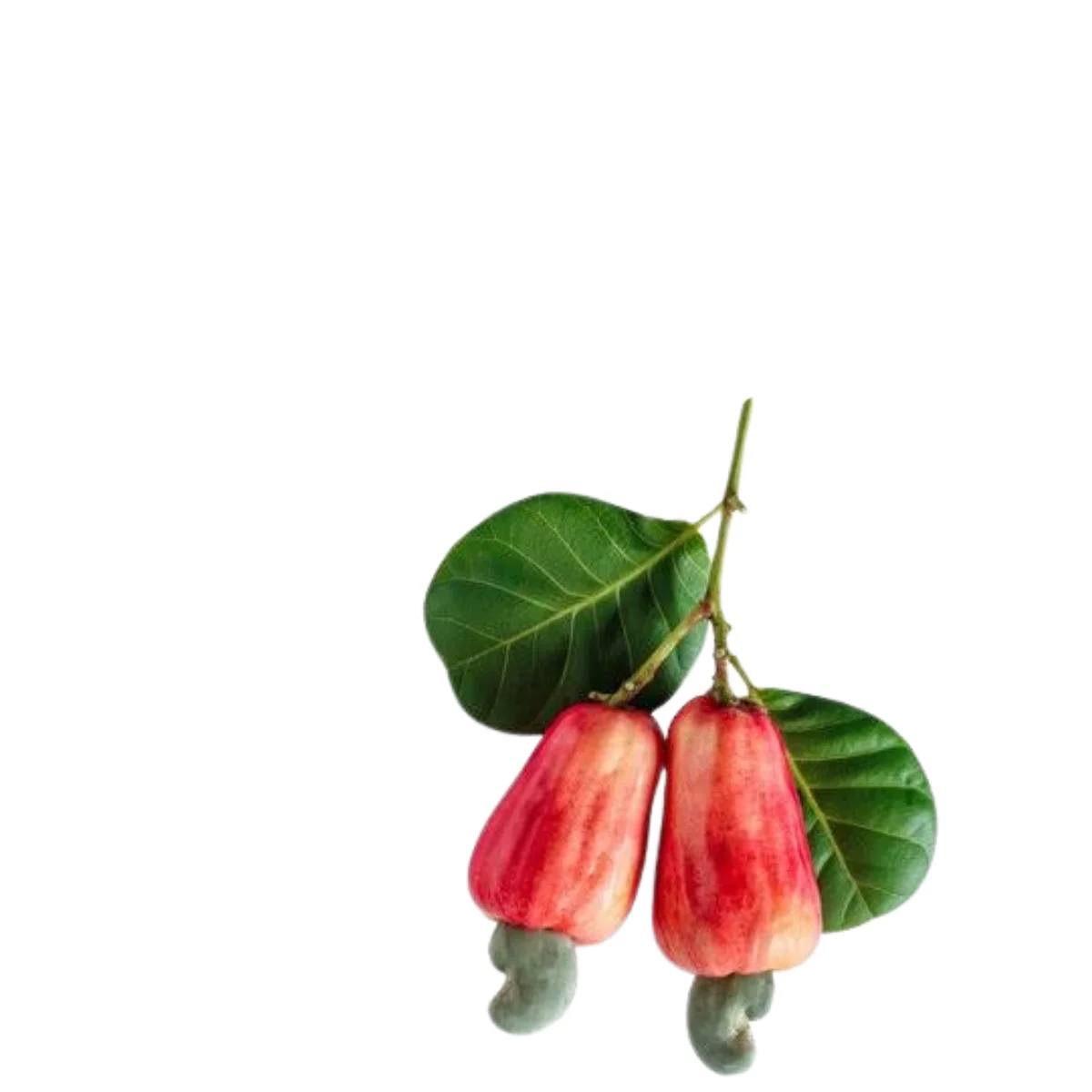 gads fruits (17)