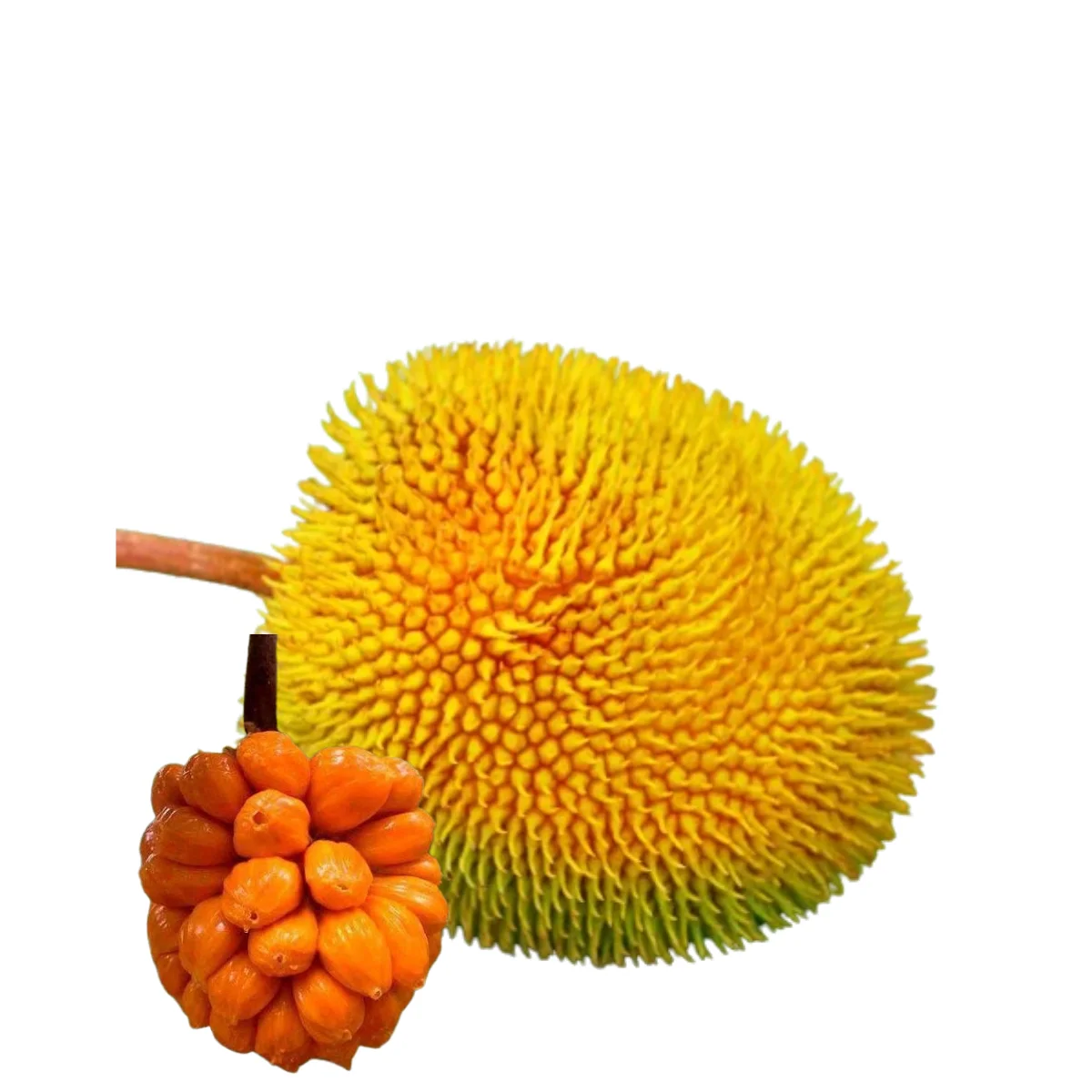 gads fruits (5)